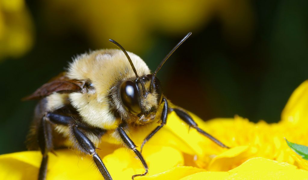 bee